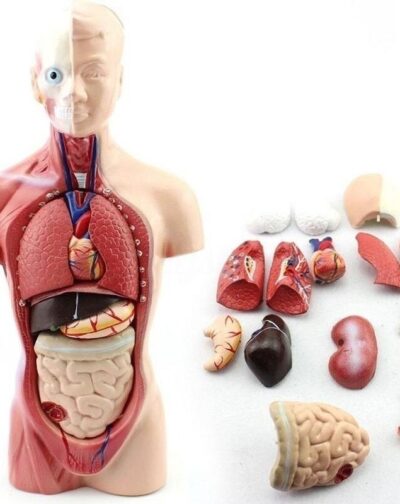 TORSO HUMANO - Imagen 1
